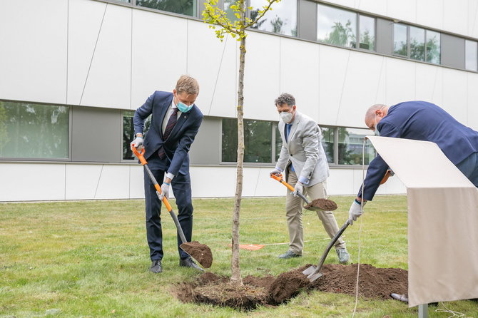 Sauliaus Žiūros nuotr./Apie koronavirusą skelbusiam Uhano gydytojui L.Wenliangui atminti Vilniuje pasodintas ginkmedis