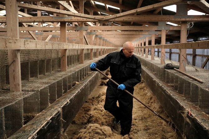 „Reuters“/„Scanpix“ nuotr./Ištuštėjęs audinių ūkis Danijoje
