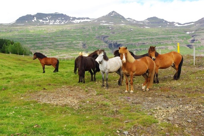 Kelionių organizatoriaus „GRŪDA“ nuotr./Islandijos gamta ir gyvūnija