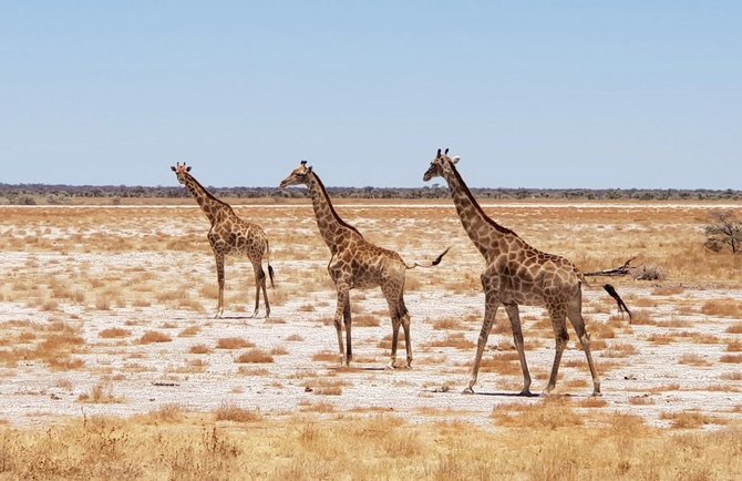 Kelionių organizatoriaus „GRŪDA“ nuotr./Etošos nacionalinis parkas, Namibija