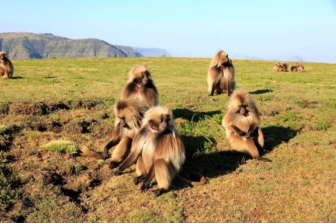 Kelionių organizatoriaus „GRŪDA“ nuotr./Gelada babuinai Simieno kalnų nacionaliniame parke, Etiopijoje