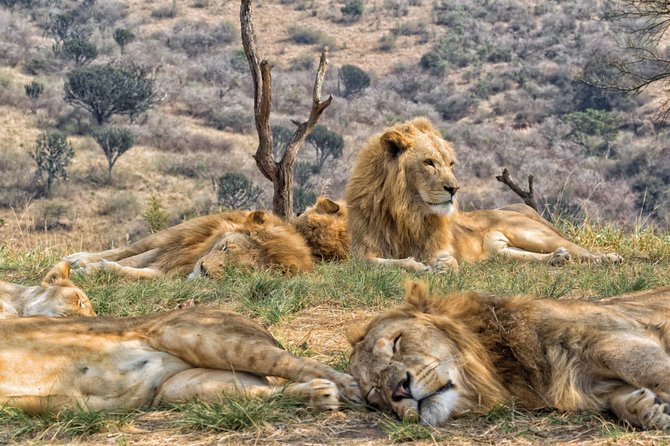 Kelionių organizatoriaus „GRŪDA“ nuotr./Kriugerio nacionalinis parkas, Pietų Afrikos Respublika