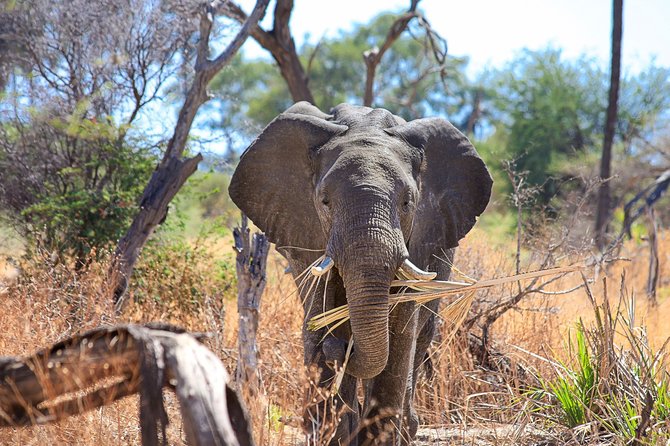 Kelionių organizatoriaus „GRŪDA“ nuotr./Ado dramblių nacionalinis parkas, Pietų Afrikos Respublika