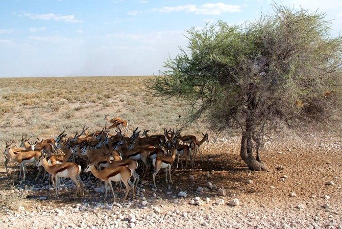 Kelionių organizatoriaus „GRŪDA“ nuotr./Būrys antilopių, Botsvana