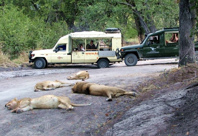 Kelionių organizatoriaus „GRŪDA“ nuotr./Įmigę liūtai, Botsvana