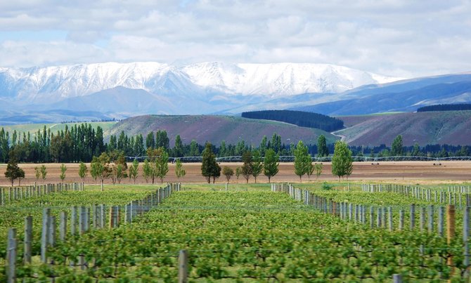 Kelionių organizatoriaus „GRŪDA“ nuotr./Kalnų papėdės vynuogynai, Naujoji Zelandija