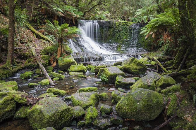 Shutterstock nuotr./Džiungles primenantys Tasmanijos lietaus miškai, Tasmanija