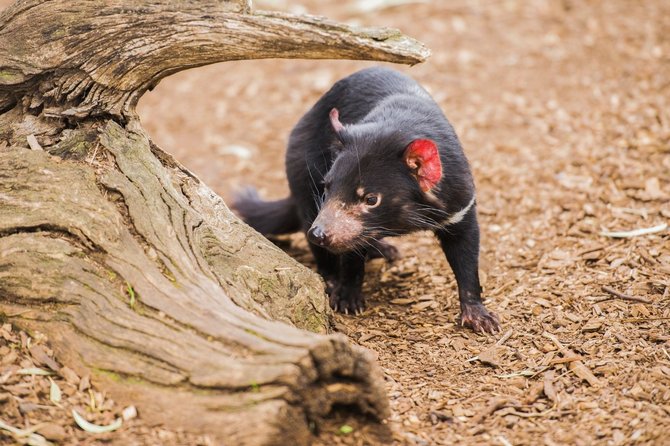 Shutterstock nuotr./Tasmanijos velnias, Tasmanija