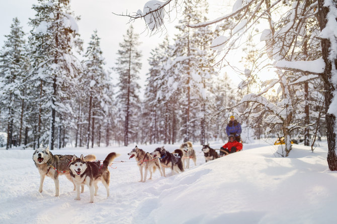 Shutterstock nuotr./Haskių safaris, Laplandija, Suomija