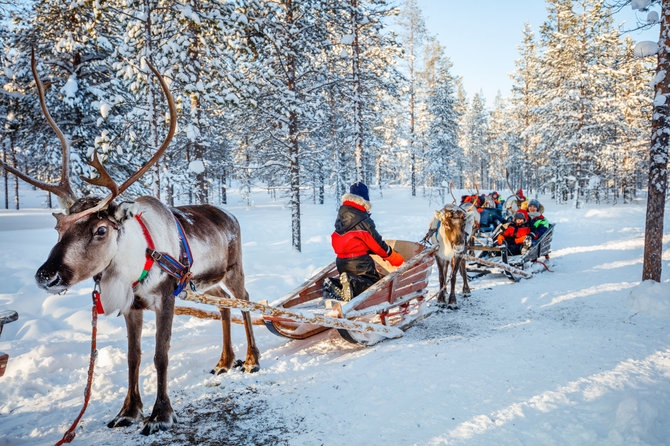 Shutterstock nuotr./Pasivažinėjimas elnių traukiamomis rogėmis, Laplandija, Suomija