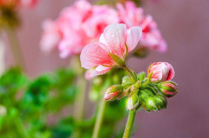 123RF.com nuotr./Pelargonijos