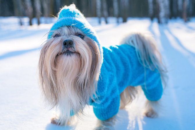 123RF.com nuotr./Šuniukas su paltu žiemą