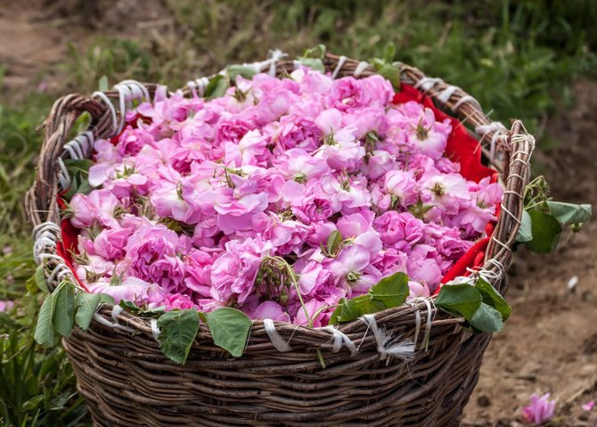 123RF.com nuotr./Bulgarija, rožių plantacijoje