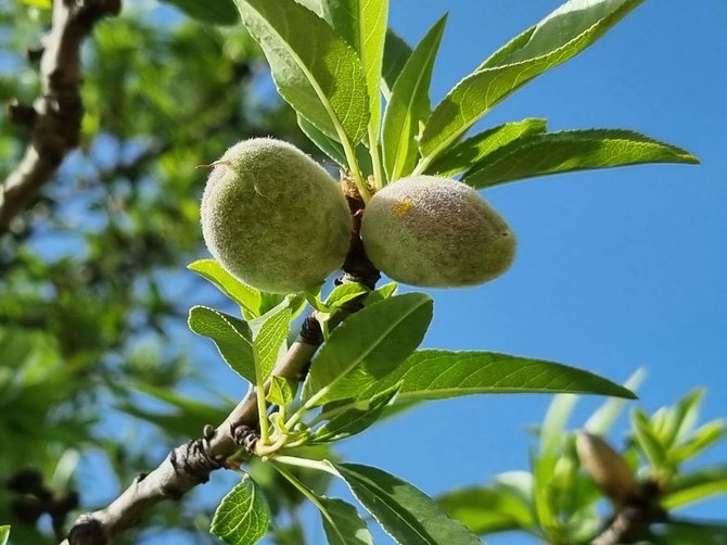 Eglės Černiauskaitės nuotr./Migdolų žydėjimas Sicilijoje