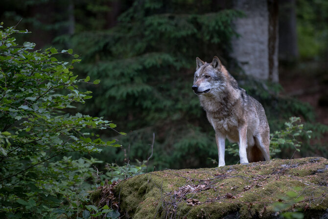 Shutterstock nuotr./Vilkas