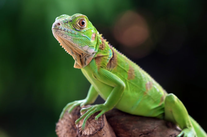 Shutterstock nuotr./Iguana