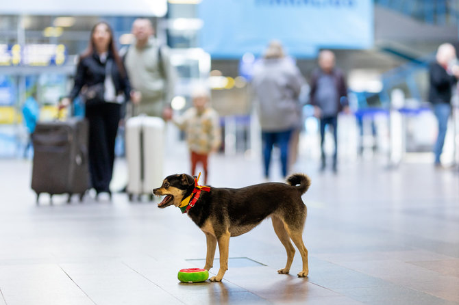Lukas Balandis / BNS nuotr./Terapiniai šunys Vilniaus oro uoste