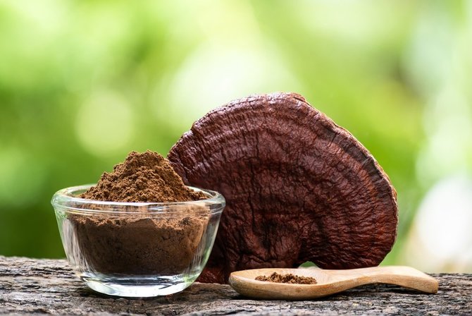 Shutterstock nuotr./„Reishi“ grybai