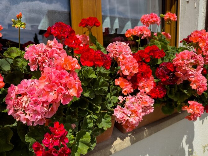 Shutterstock nuotr./Pelargonijos