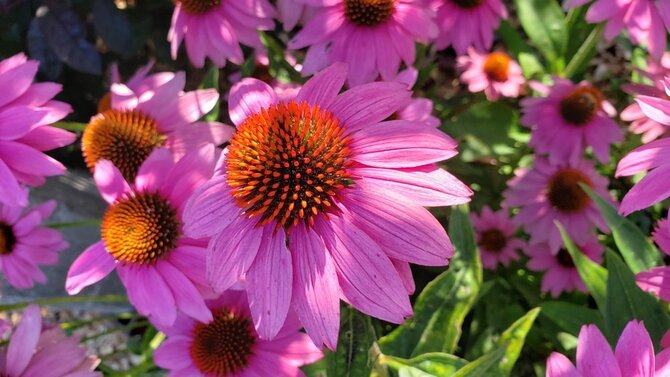 Shutterstock nuotr./Rausvažiedė ežiuolė (Echinacea purpurea)