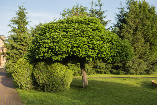 Shutterstock nuotr./Katalpa
