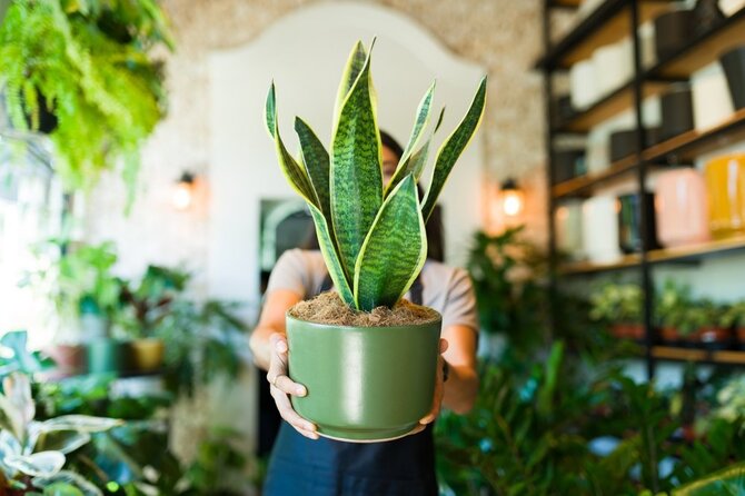 Shutterstock nuotr./Kambariniai augalai