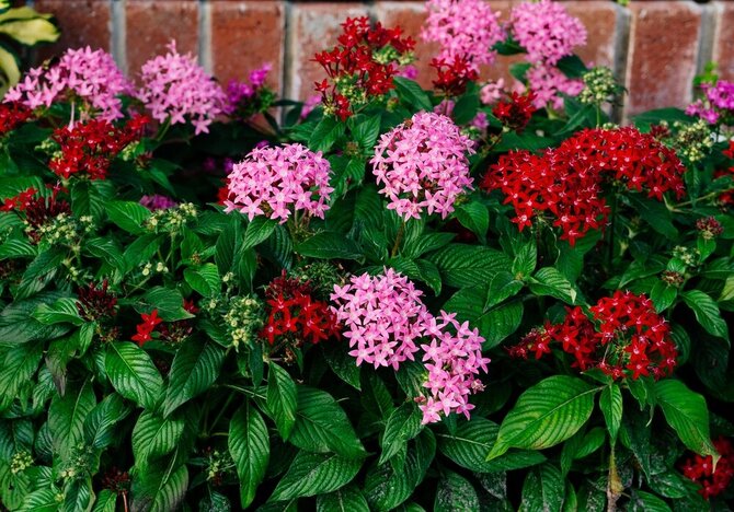 Shutterstock nuotr./Egipto žvaigždė (Pentas lanceolata)