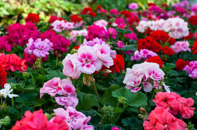 Shutterstock nuotr./Darželinė pelargonija
