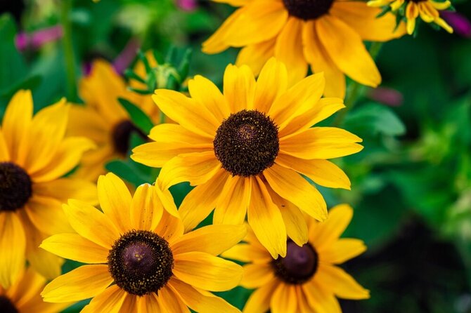 Shutterstock nuotr./Rudbekija