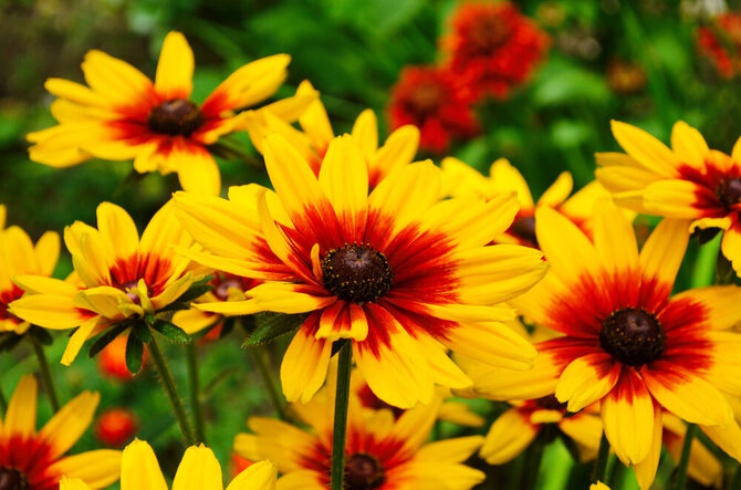 Shutterstock nuotr./Rudbekija