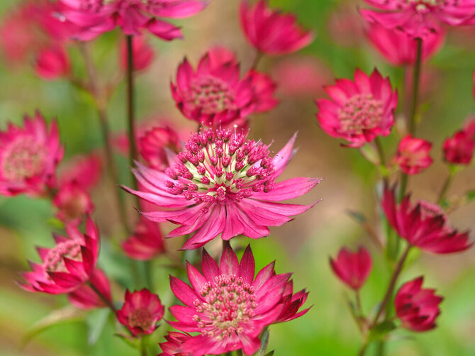 Shutterstock nuotr./Astrantija