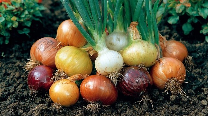 Shutterstock nuotr./Svogūnai