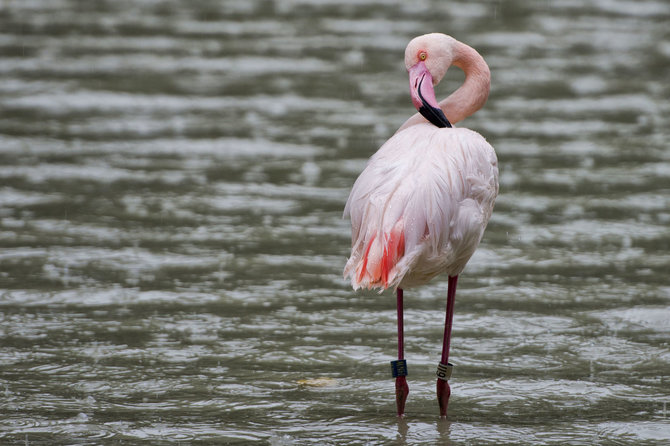 123RF.com nuotr./Rožiniai flamingai Sardinijoje