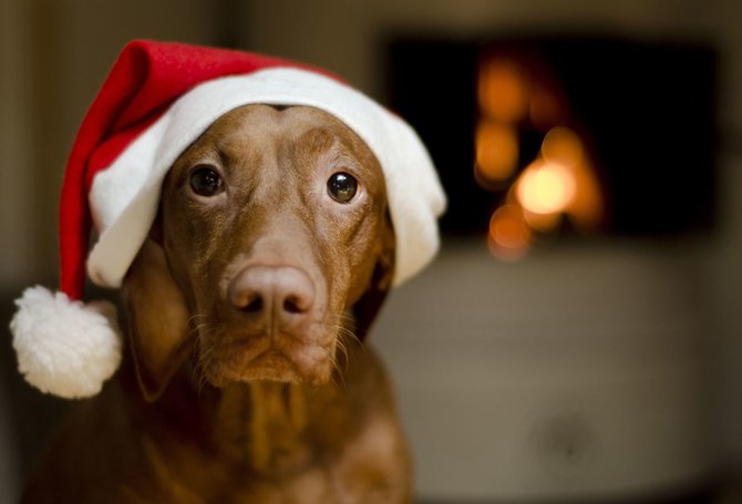 123RF.com nuotr./Šuo per Kalėdas