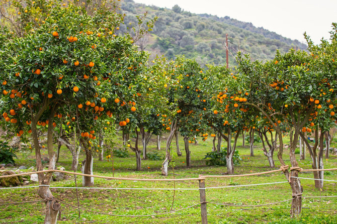 123RF.com nuotr./Apelsinmedžių giraitė Graikijoje