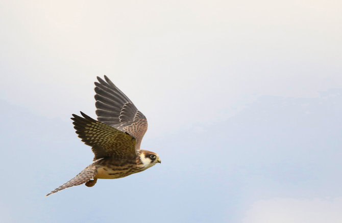 M.Karlono nuotr./Raudonkojis sakalas (Falco vespertinus) pirmų metų paukštis.