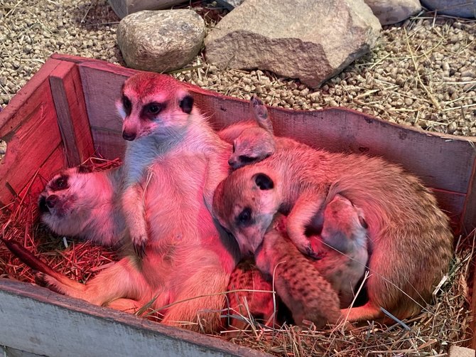 Partnerio nuotr./Zoologijos sode „Zoopark“ surikatos atsivedė jauniklių