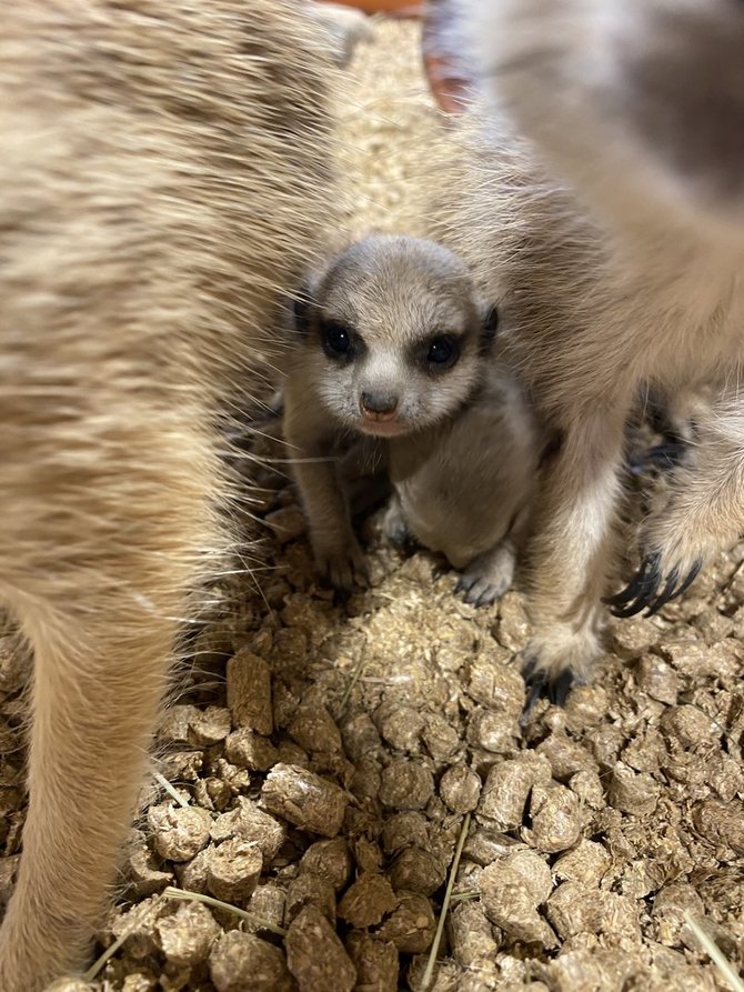 Partnerio nuotr./Zoologijos sode „Zoopark“ surikatos atsivedė jauniklių