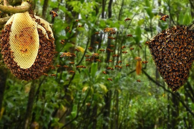 D.Vaškelytės nuotr./Kodėl ne visi bičių pikio produktai vienodai veiksmingi?