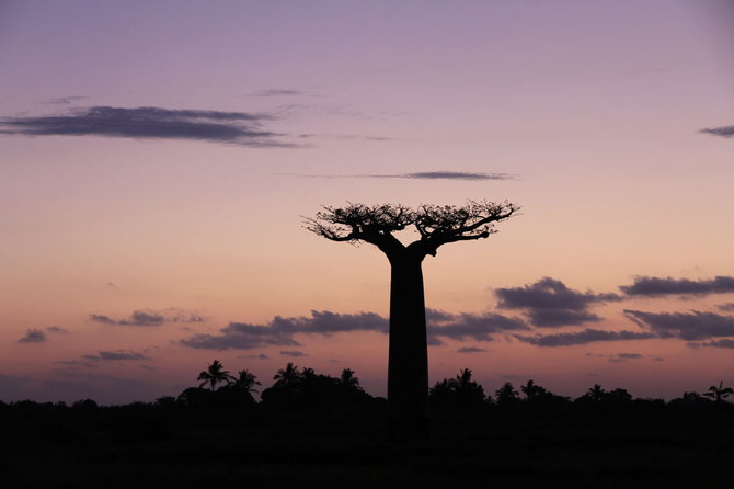 Kelionių organizatoriaus „GRŪDA“ nuotr. /Baobabas