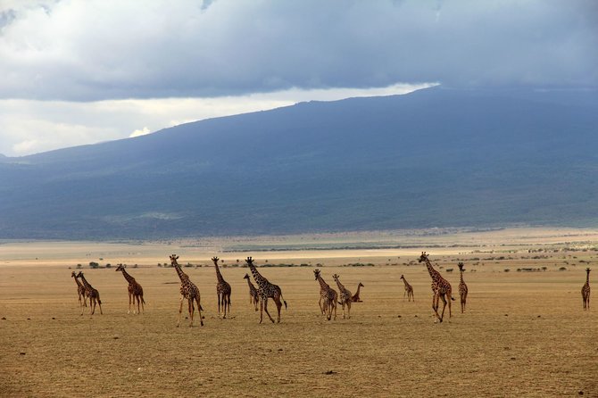 Kelionių organizatoriaus „GRŪDA“ nuotr. /Afrikos gyvūnai – žirafos