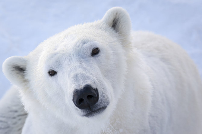 Ranua zoologijos sodo nuotr./Laukiniai gyvūnai Ranua zoologijos sode