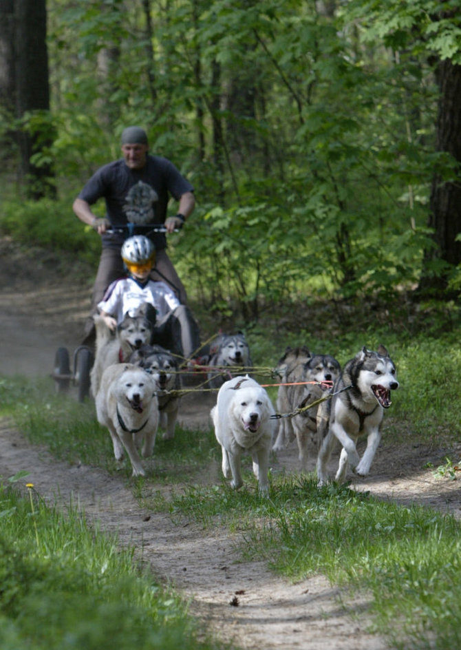 Pramoga – pasivažinėjimas šunų kinkiniais Neries regioninio parko trasa