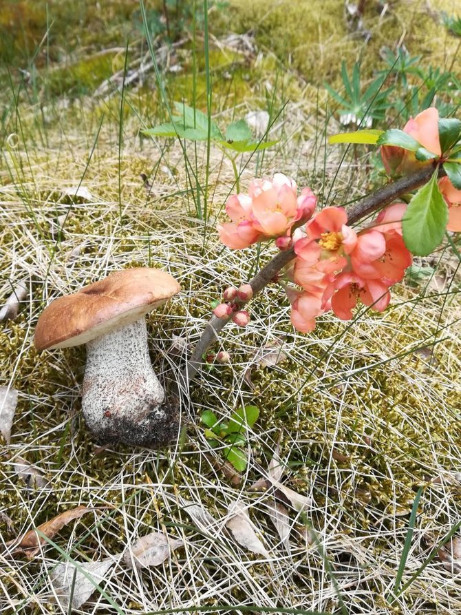Kaišiadorių rajone tris baravykus kaunietė rado gegužės – 13-ąją. 