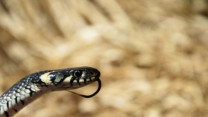 Jolitos Pretkutės nuotr. /Rokiškietės Jolitos Pretkutės Lietuvos miškuose nufotografuotos angys ir žalčiai