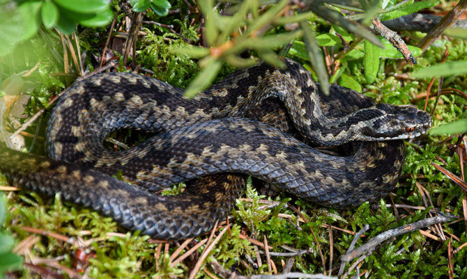 Jolitos Pretkutės nuotr. /Rokiškietės Jolitos Pretkutės Lietuvos miškuose nufotografuotos angys ir žalčiai