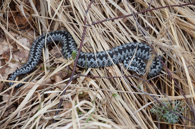 Jolitos Pretkutės nuotr. /Rokiškietės Jolitos Pretkutės Lietuvos miškuose nufotografuotos angys ir žalčiai