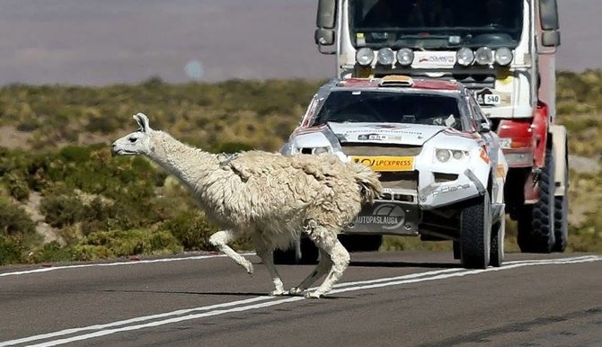 Komandos nuotr./Dakaro ralio lenktynininkų kelyje taip pat nestinga gyvūnų.