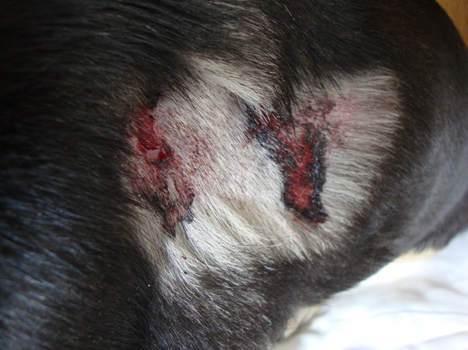 Asmeninio archyvo nuotrauka/sužeistas šuo