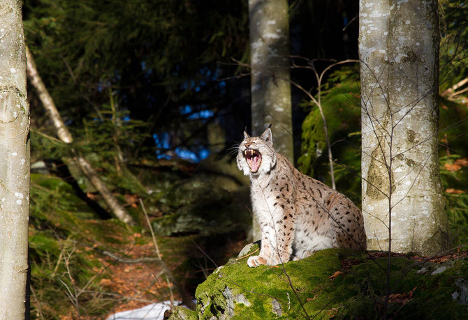 Jan Nijendijk nuotr./Lynx lynx – paprastoji lūšis